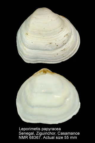 Leporimetis papyracea.jpg - Leporimetis papyracea (Gmelin,1791)